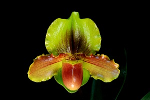 Paph. Hsinying Pinolime Rebecca HCC 76 pts.